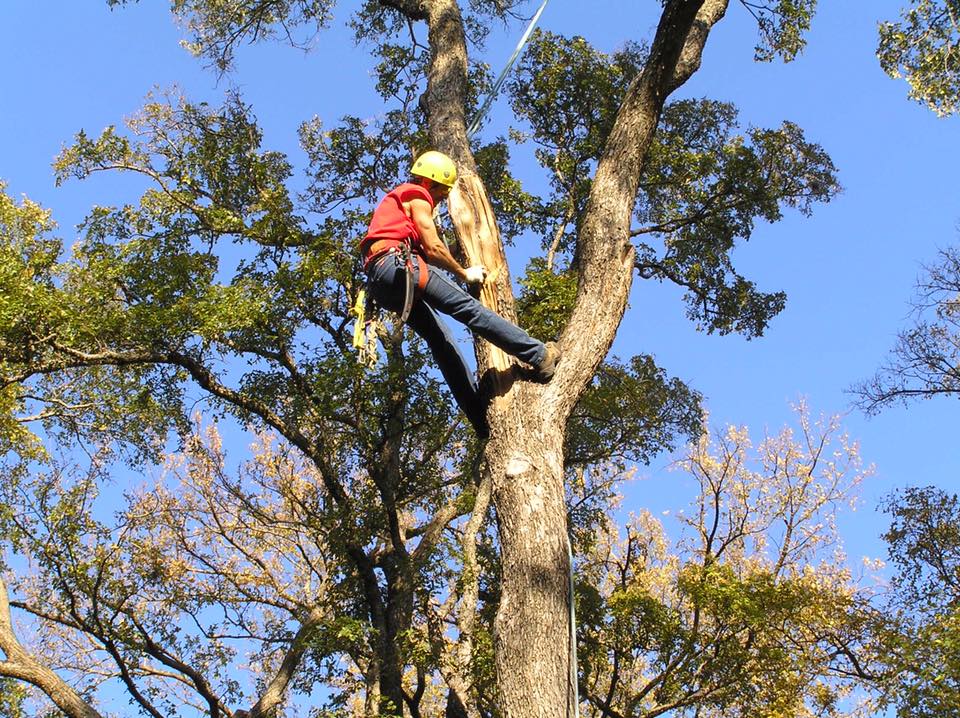 tree busters ropes