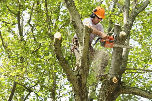 tree busters tree trimming